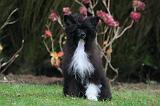 CHIEN NU CHINOIS 243